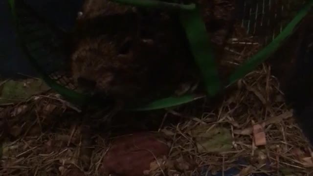 My Degu