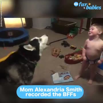 Toddler laughs as he and husky howl