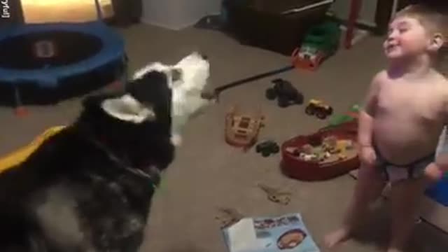 Toddler laughs as he and husky howl