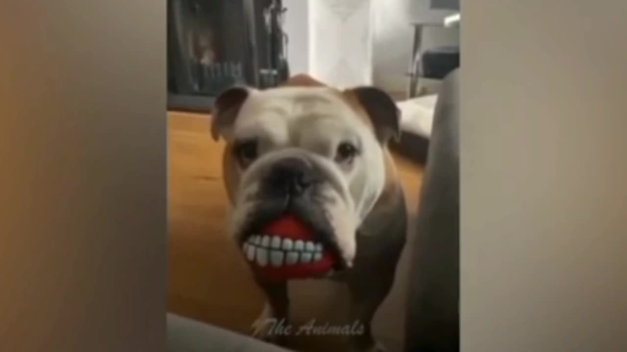 Funny can't 😹😹😹