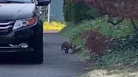 baby foxes playing in the neighbors’ driveway,