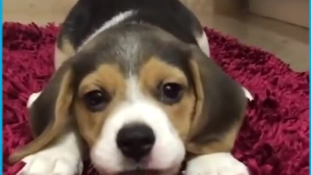 Puppies howling for the first time