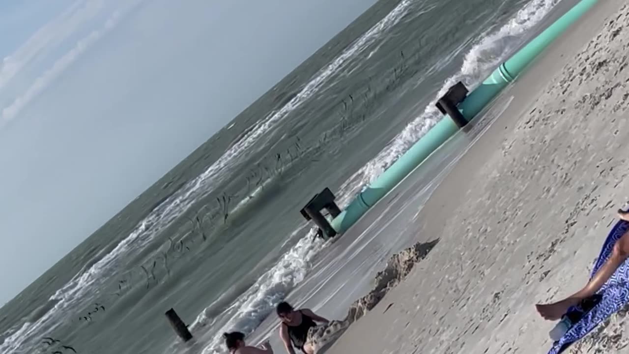 In A Harmony Bird Orchestra ~ Gulf Mexico Naples Beach ~ Ujji