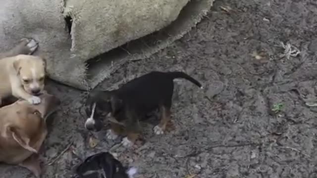 Cece, the pitbull mix, shows how gentle her breed can really be