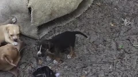 Cece, the pitbull mix, shows how gentle her breed can really be