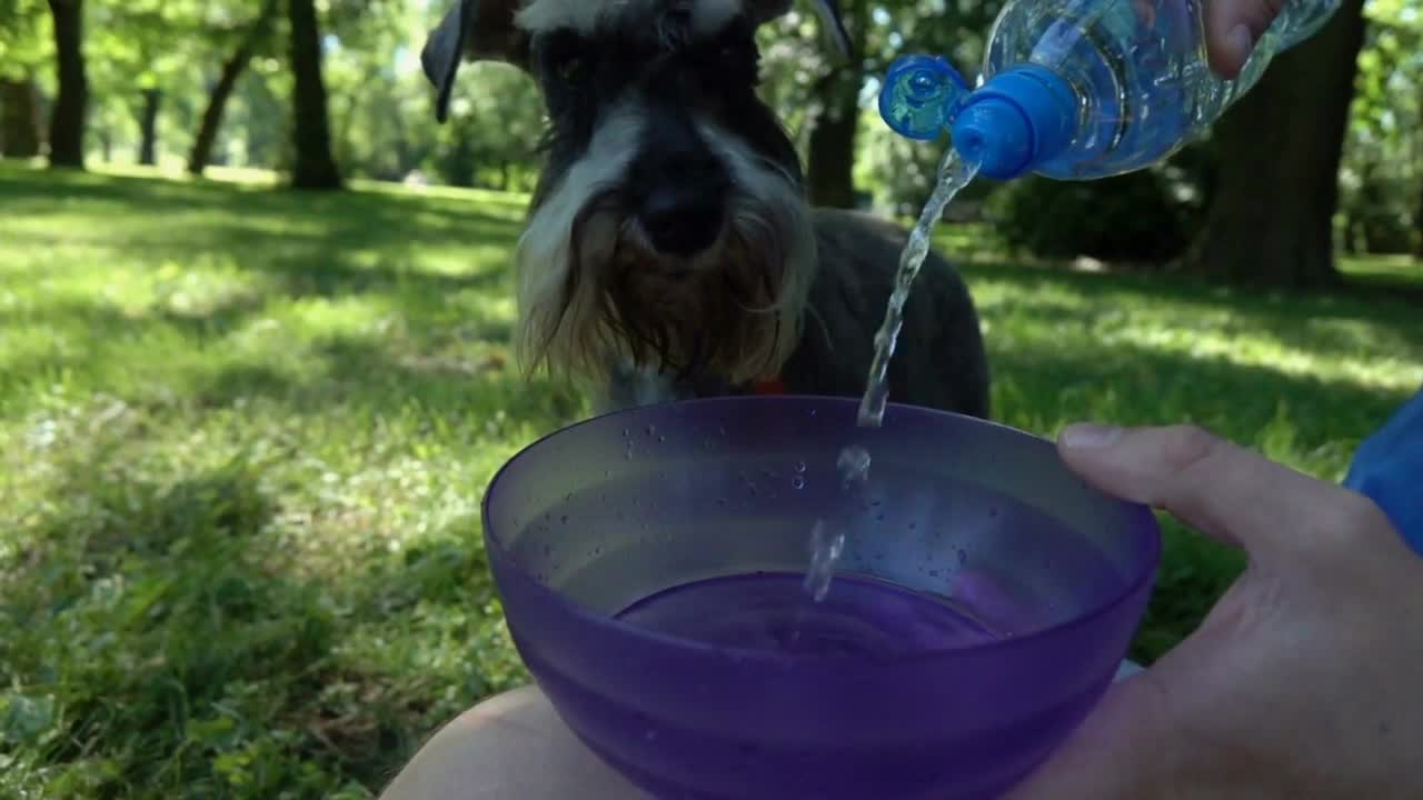 Boy pouring water to the bowl for his dog, slow motion shot