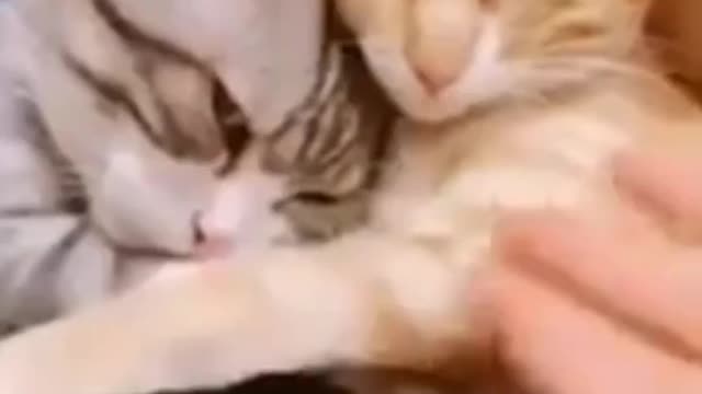 Best_Funny_Cat_Videos_Of_This_Week _Funny_Cat_Moments