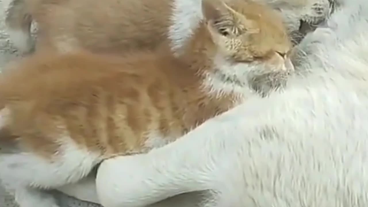 Baby Kitten Breastfeeds with Mother Dog