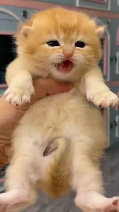 Funny Cats and Kittens Meowing Compilation