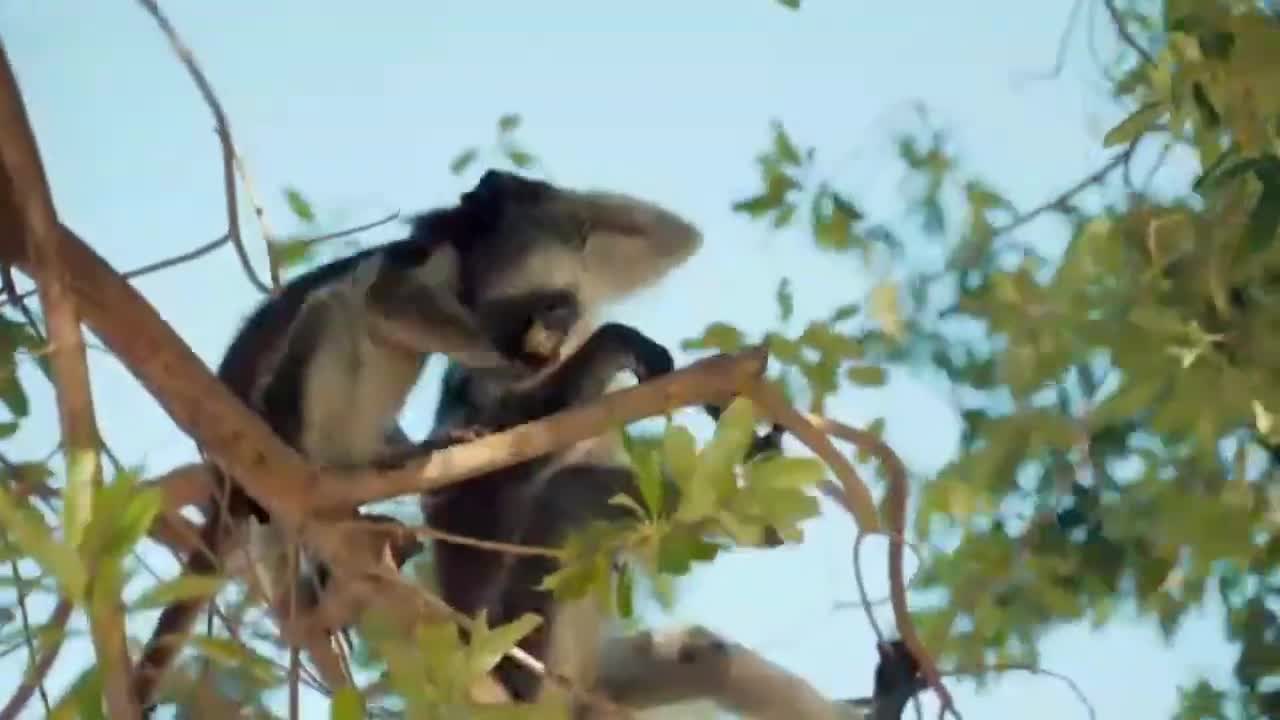 Monkey Funny Acts