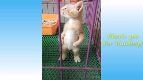 Cat funny videos