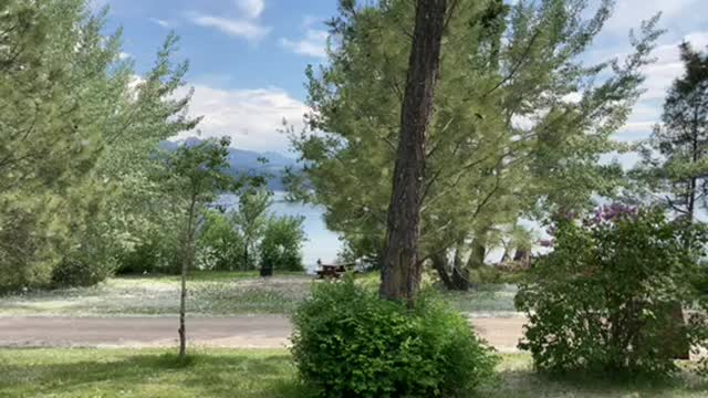 Cottonwood Trees