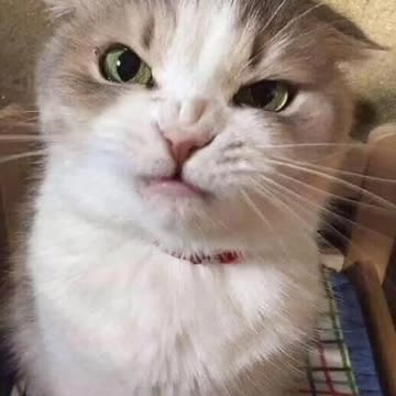 Cute cat videos | Fanny cat videos | Cat videos