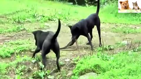 Dogs vs King cobra Full Fight