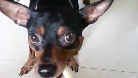 Black chihuahua playing tug of war with owner over bone