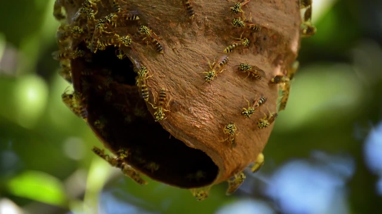 A honey bee colony typically consists of three kinds of adult bees