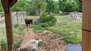 Mini Horse Licorice Going into Her Stall 06.2021