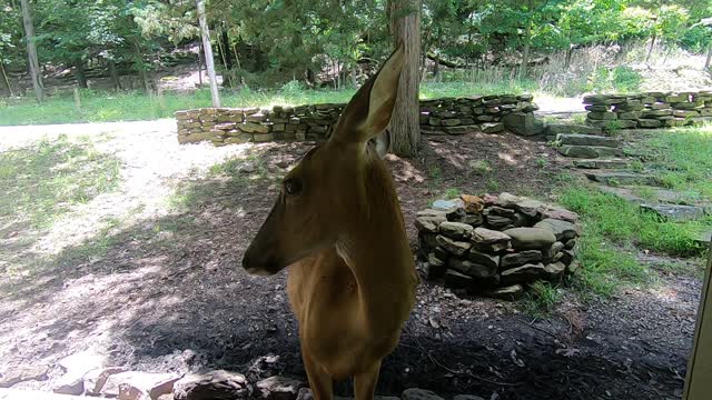 Up Close With a Doe and Her Caretaker