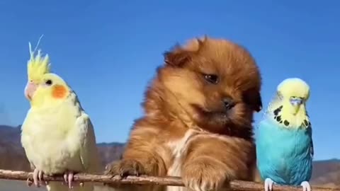 Funny Pets Moment #44