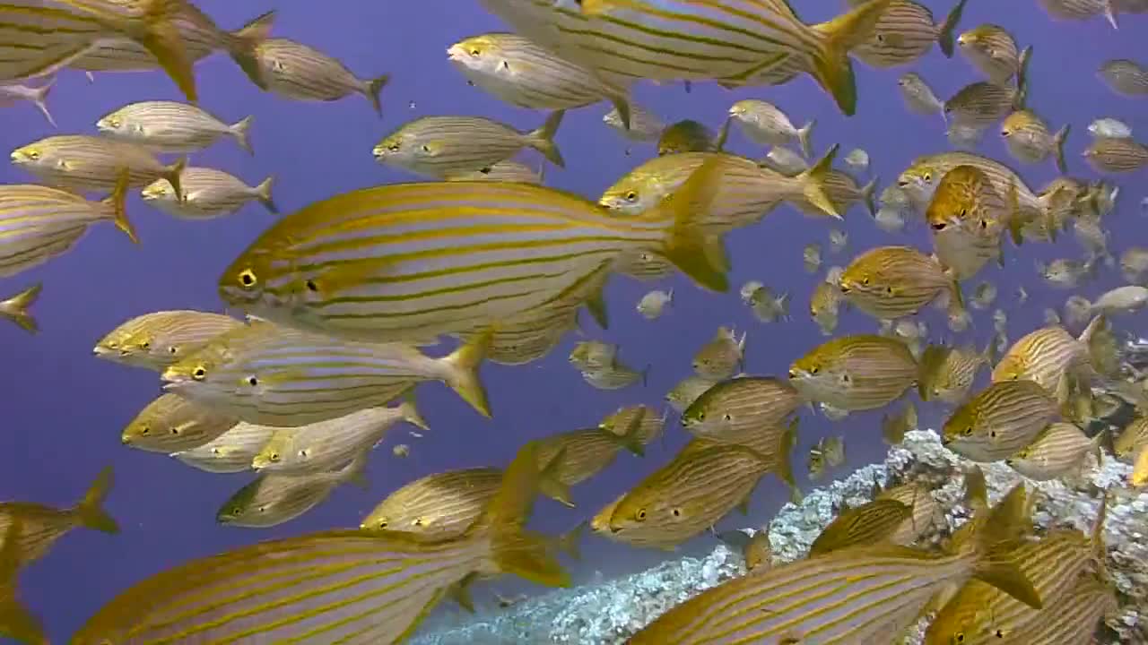 Deep in sea fish
