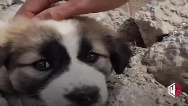 Dog Travels 3,000 Miles To Reunite With Soldier Who Saved Her Life..very emotional