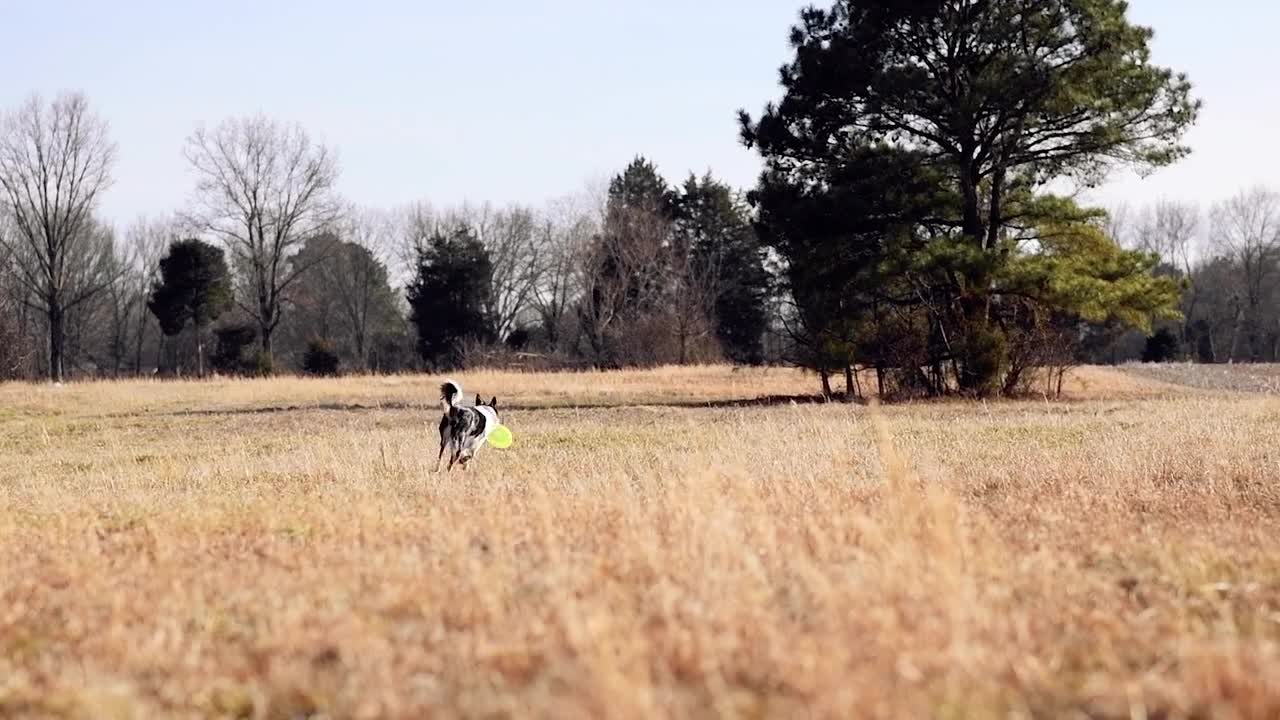 Unbelievable Jump of Dog.