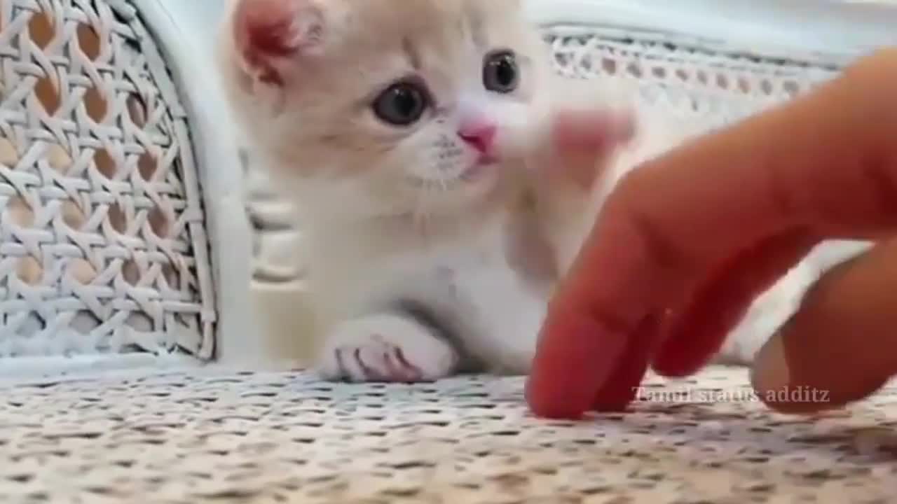 Cute 😍 cat related 😉😍 video