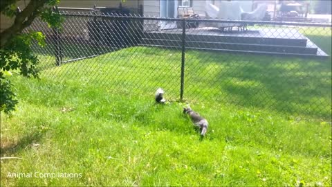 Baby skunk trys to spray