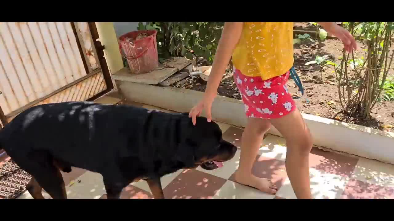 Unconditional love between my dog and little girl ||rottweiler dog.