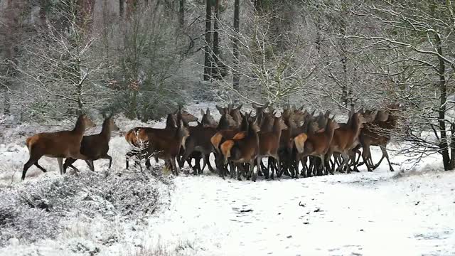 Nature Wild Beautiful Animals Relaxing