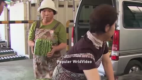 Watermelon production.