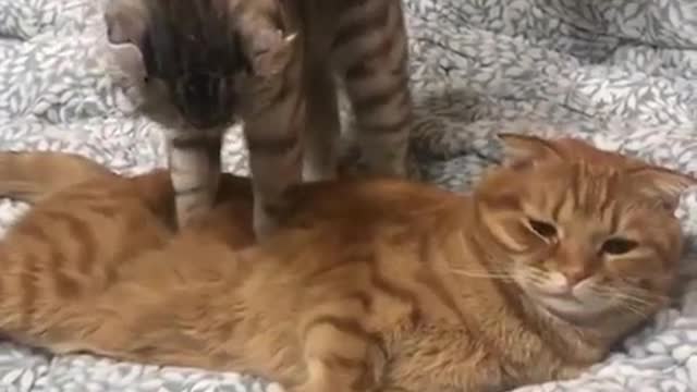 Cat massage, apparently not that great: - /