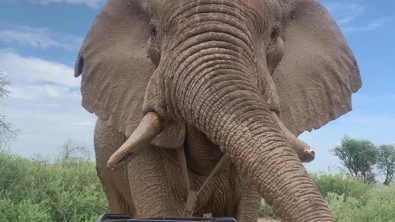 Close Encounter With Curious African Elephant