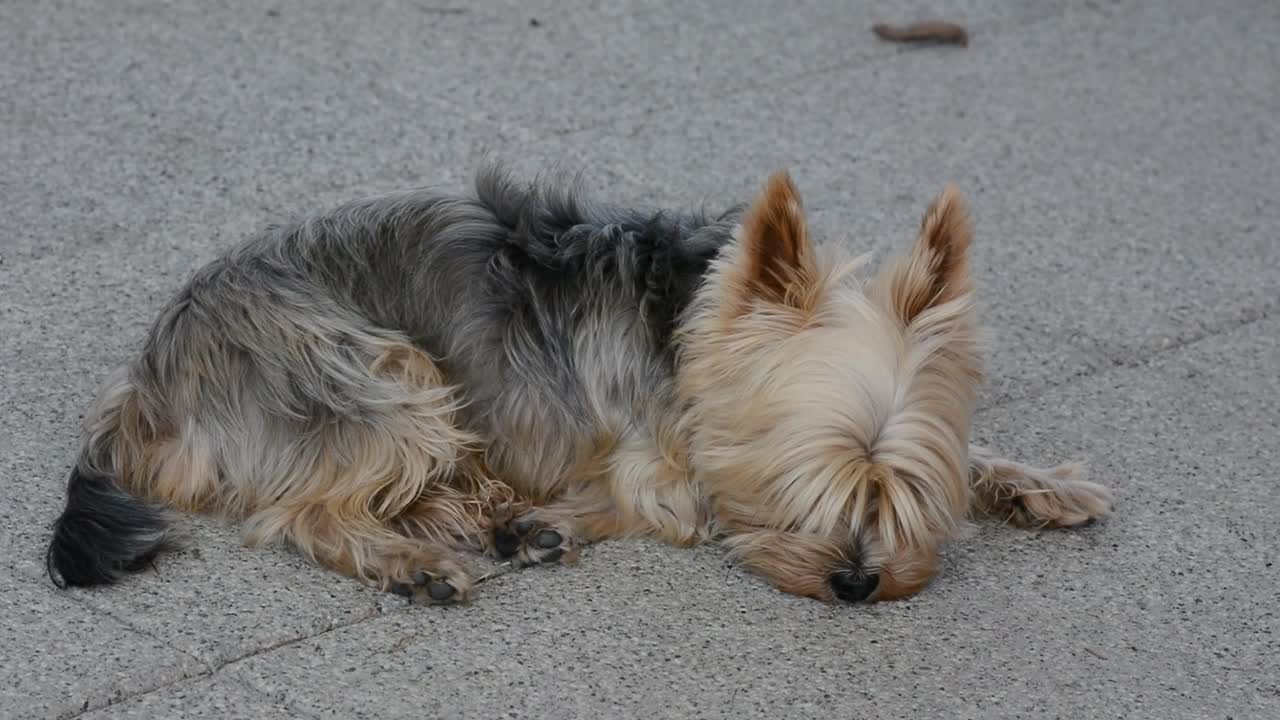 cute dog