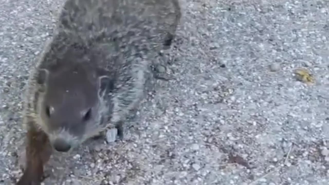 Your Funny Videos