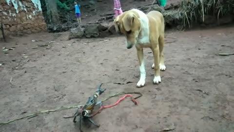 my dog playing a crab? What?