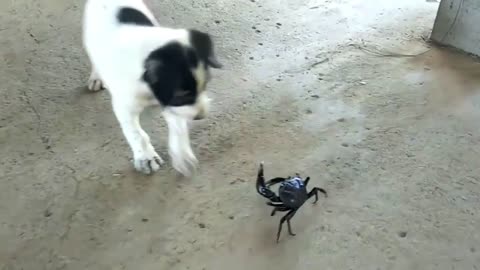 Funny Dog and Crab