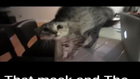 Cat scared of Mask | Scaredy Cat