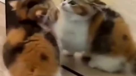 funny cat