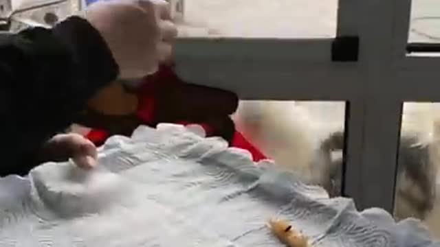 The dogs&Cat are cute and funny|Smart dog|smart pets|Funny and Cute|Pets fails|Best Pets Videos 2021