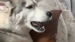 Howling Siberian Husky really has a lot to say