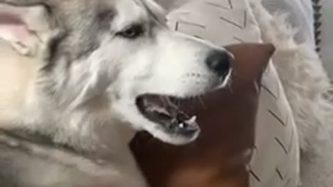 Howling Siberian Husky really has a lot to say