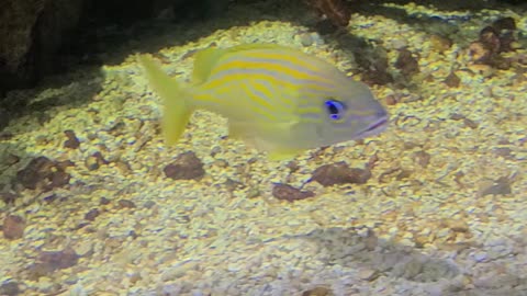 Aquarium in Denver