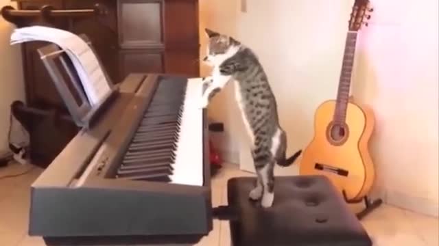 cute funny cats2