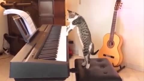 cute funny cats2