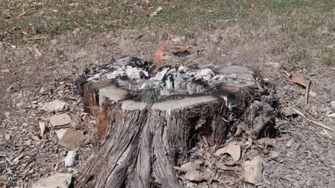 Stump burn