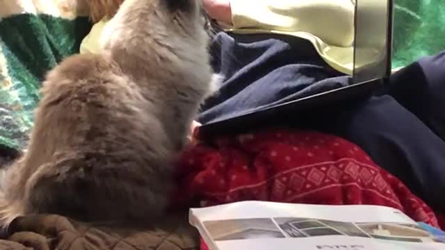 Lady watching squirrel video