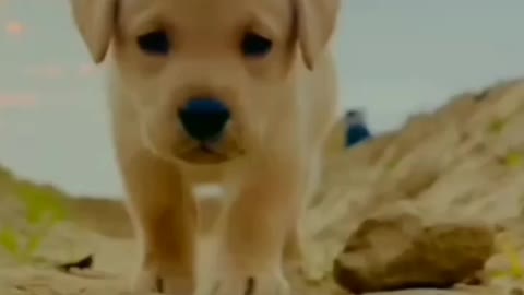 Cute 🐕 short video so cute