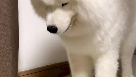 What is this ? a confused pet