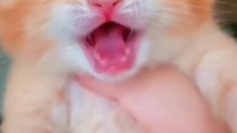 funny cats meow baby cute#shorts